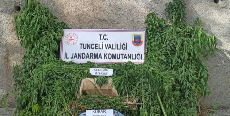 Tunceli'de uyuşturucu ile mücadele