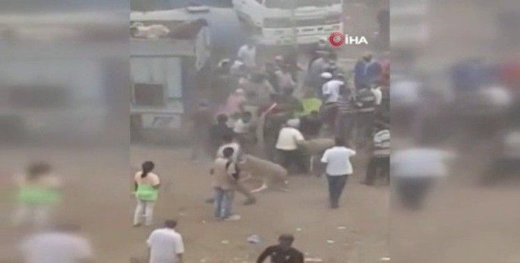Fas’ta kurban pazarı karıştı, 20 kişi gözaltına alındı