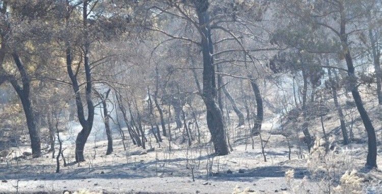 Manisa'daki orman yangını tamamen kontrol altına alındı