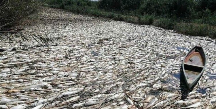 Irak'ta onlarca ton balık telef oldu