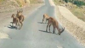 Tuz için yola inen dağ keçileri görüntülendi, yetkililer uyardı