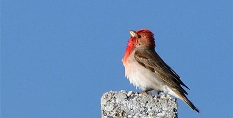 Yaban hayatı zengini Sarıkamış'ta 106 kuş türü tespit edildi