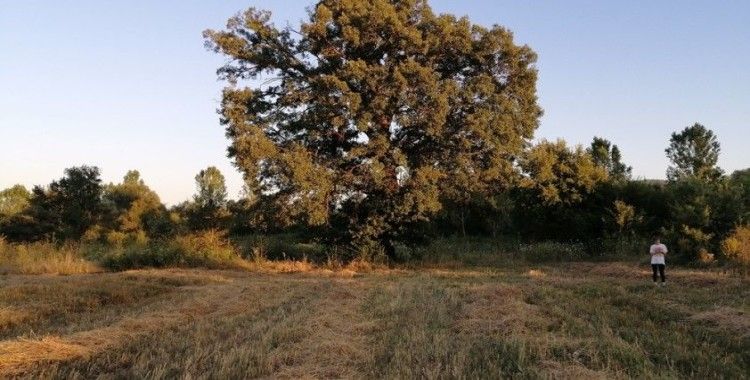 500 yıllık ağacı görenler şaşırıyor