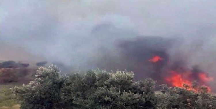 Tekirdağ'da korkutan yangın: 100 dönüm zeytinlik alan cayır cayır yandı