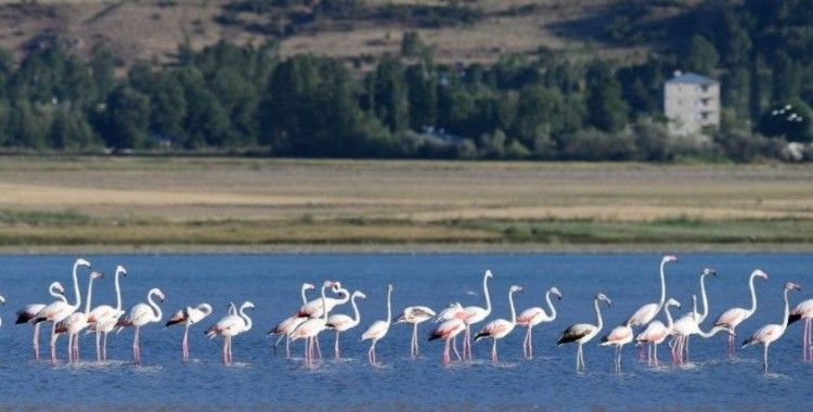 Van Gölü’nde flamingoların eşsiz dansı