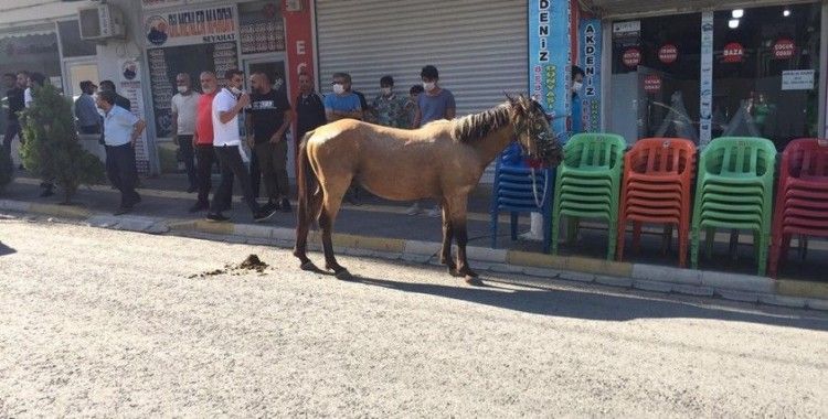 Nusaybin'de ürken at çarşı merkezini birbirine kattı