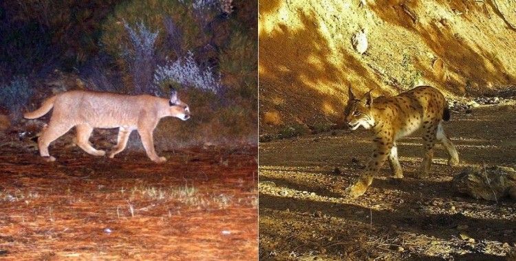 Karakulak ve vaşağın Batı Anadolu'da bir arada yaşadığı ortaya çıktı