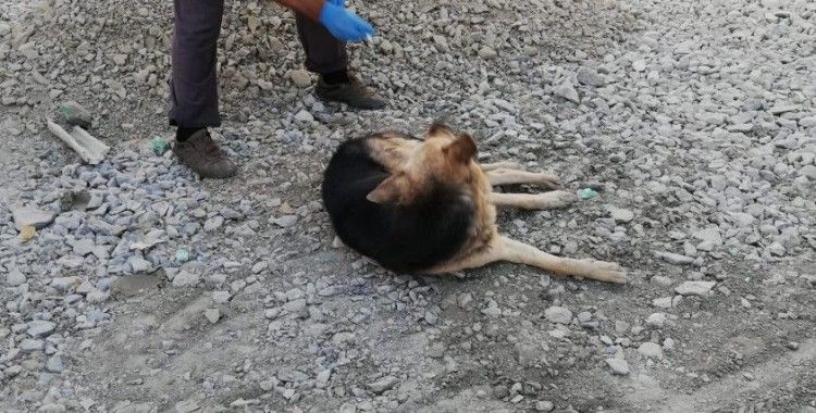 Hakkari'de zehirlenen köpekler tedavi altına alındı