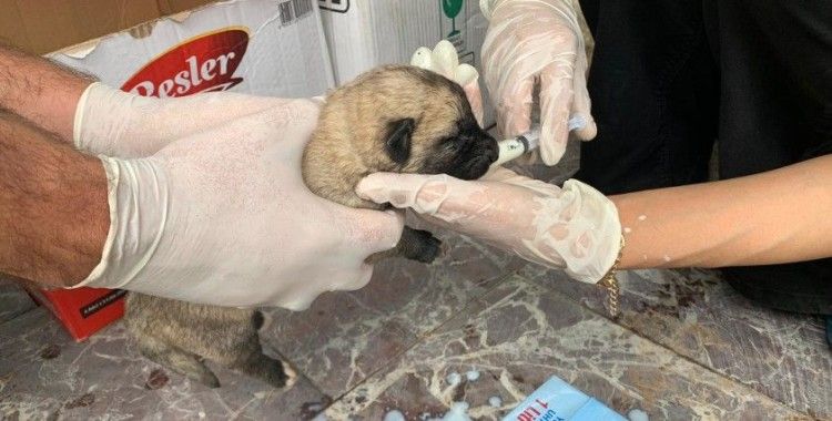 Ölüme terk edilen yavru köpekler, biberonla beslenmeye başlandı