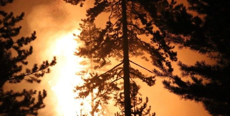 Bolu'da, orman yangını 5 saatte kontrol altına alındı