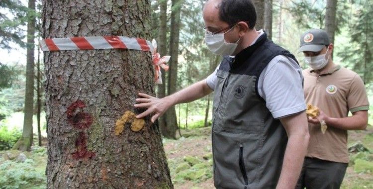 Doğu Karadeniz Ormanları yaklaşık 3 milyon ’terminatör böcek’le korunuyor