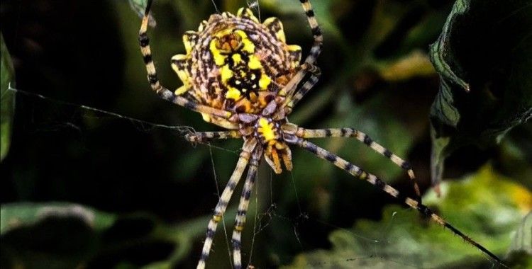Nadir görülen örümcek Kahramanmaraş’ta görüntülendi