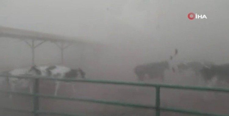 Toz fırtınası sırasında hayvanların kaçışı kameralara yansıdı
