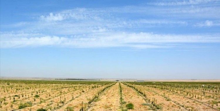 Özbekistan'ın yeni meyve bahçelerinin kurulumu Türk uzmanlara emanet