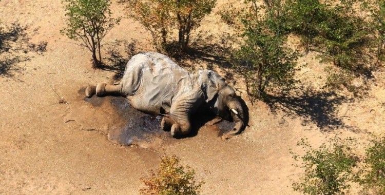 Bostvana'daki gizemli fil ölümleri aydınlatılıyor