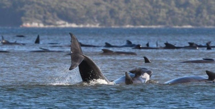 Tazmanya Adası açıklarında, 380 balina kıyıya vurdu