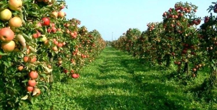 Isparta'da elma hasadı başladı