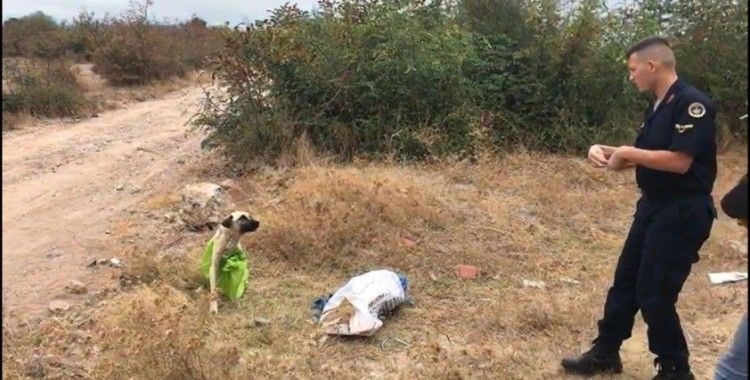 Çanakkale'de, çuvala koyularak ölüme terkedilen köpeği jandarma kurtardı