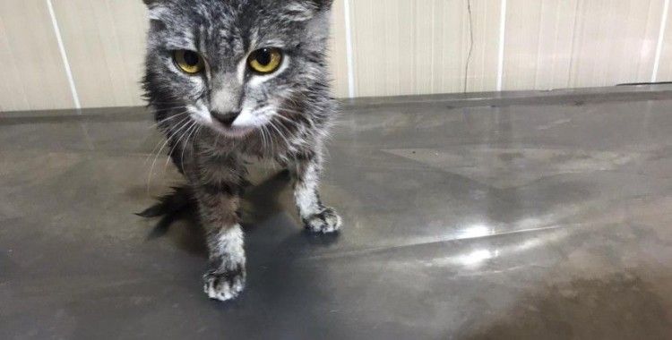 Hasta kedi tedavi edildi