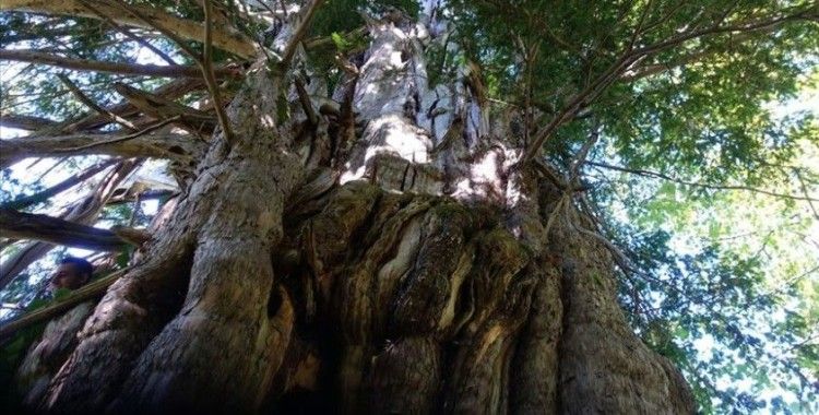 Artvin'de koruma altına alınan 1200 yıllık porsuk ağacı ihtişamıyla göz dolduruyor