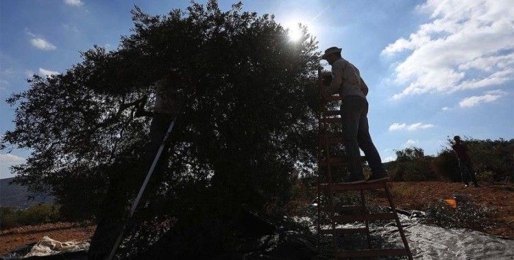 İsrail Filistinlilerin zeytin bahçelerine girmesini engelleyen karar çıkardı
