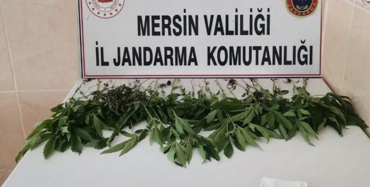Mersin'de bir evde 31 kök kenevir bitkisi ele geçirildi