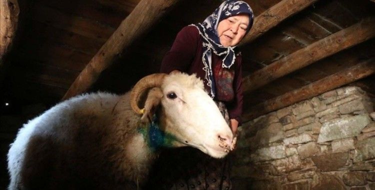 Bolu'da kurtların saldırısı sonucu 21 koyun telef oldu
