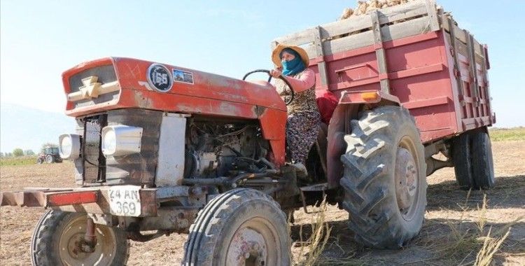 Traktör direksiyonuna geçen kadın çiftçiler pancarın 'tatlı' yolculuğu için mesaide