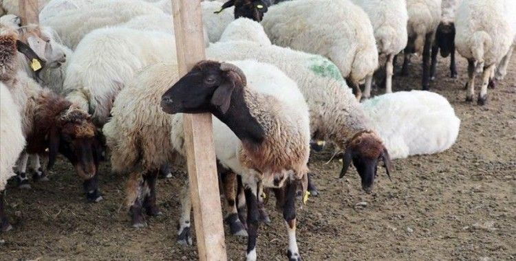 Van'da hayvancılık 100 bin lira faizsiz kredi desteğiyle canlandırılacak