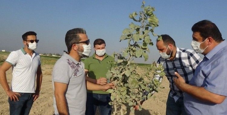 Mardin'de fıstık üretimine rağbet artıyor