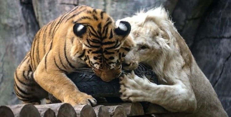 Beyaz aslan ile Bengal kaplanının dostluğu görenleri hayrete düşürüyor