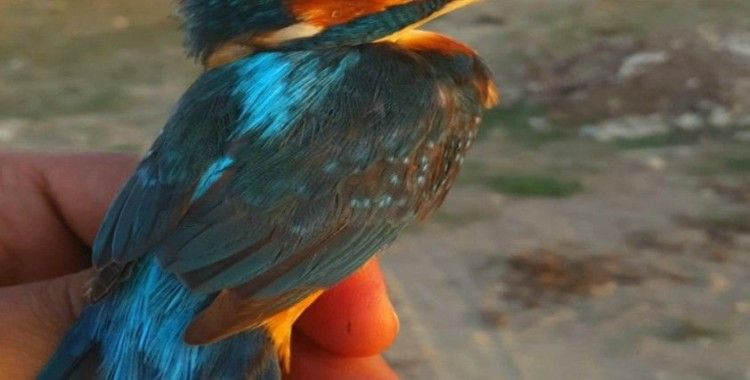 Antalya’da 60 civarında kuş türünden 1000’e yakın kuş halkalandı