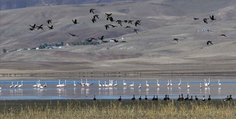 Kuş cenneti Erçek Gölü yaban kazlarıyla şenlendi