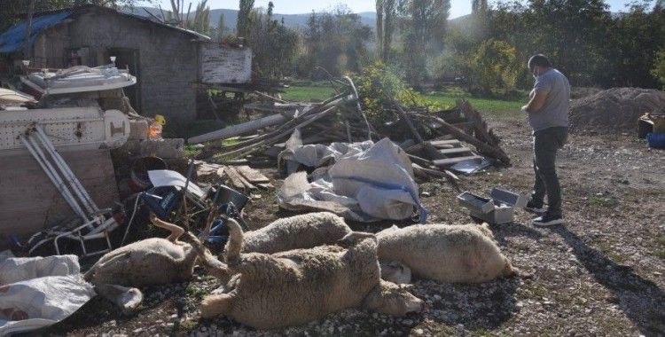 Afyonkarahisar'da koyunların zehirlendiği iddiası