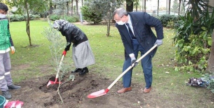 Rusya'nın İstanbul Başkonsolosluğu'nda zeytin ağacı dikme töreni