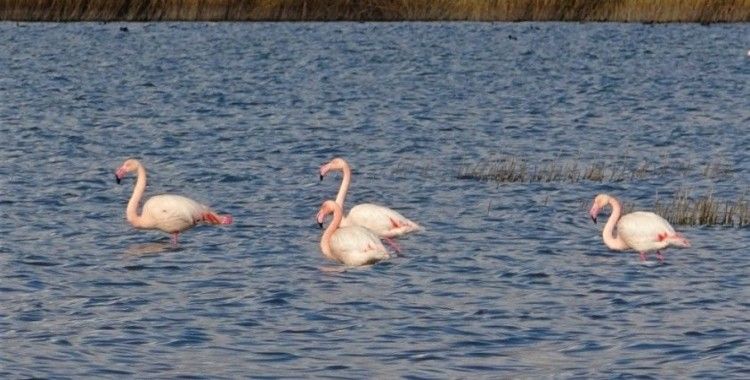 Erçek Gölü’nde flamingoların göç hazırlığı