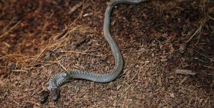 İstanbul'da ejder ve piton yılanlarının da aralarında olduğu 12 sürüngen hayvan ele geçirildi