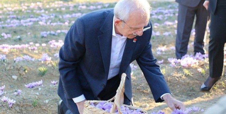 CHP Genel Başkanı Kılıçdaroğlu Safran tarlasında hasat yaptı