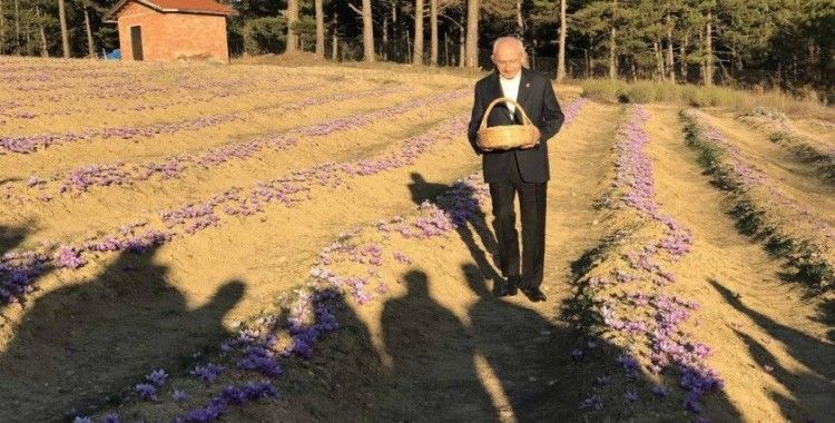 CHP Genel Başkanı Kılıçdaroğlu safran hasadı yaptı