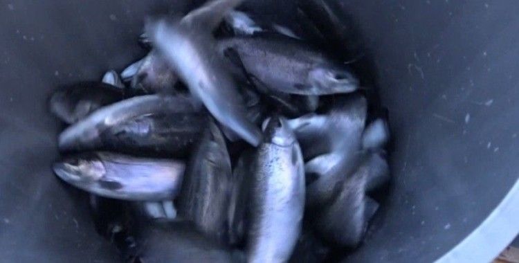 Bingöl balık üretimine geçti, ilk hasat 110 ton oldu