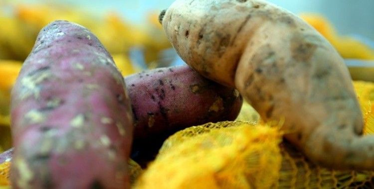 'Tatlı patates' üretimi yaygınlaşacak