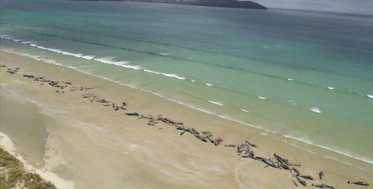 Yeni Zelanda'nın Chatnam Adaları'nda 120'den fazla balina ve yunus karaya vurdu