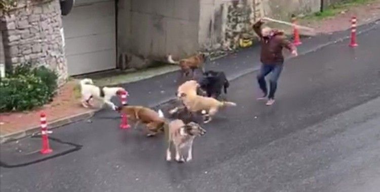 İstanbul’da başıboş köpeklerin mahalleliye korku yaşattığı anlar kamerada