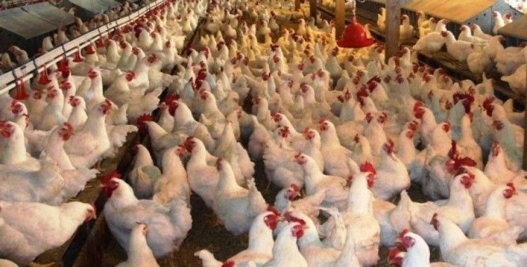 Polonya'da kuş gribi: 1 milyona yakın tavuk itlaf edildi