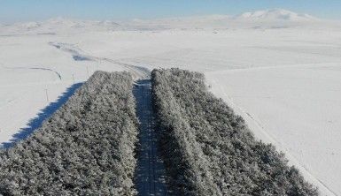 Kars'ta bozkırın ortasındaki vaha havadan görüntülendi