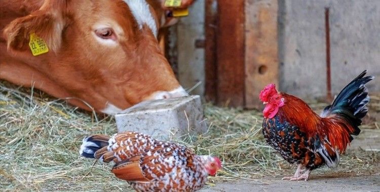 Dünya Hayvan Sağlığı Örgütü: Sığır ve kümes hayvanları Kovid-19'u yaymıyor