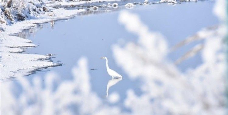 Göçmen kuşlar Kars'taki sulak alanları mesken tuttu