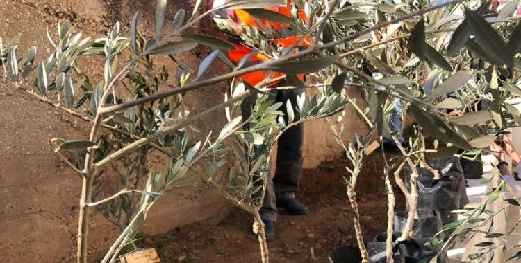  Batı Şeria’da, Filistinli şehitler için 10 bin zeytin fidanı dikildi