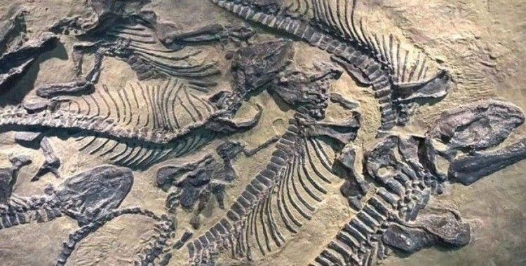 Çin'de kuluçkaya yatmış dinozor fosili bulundu