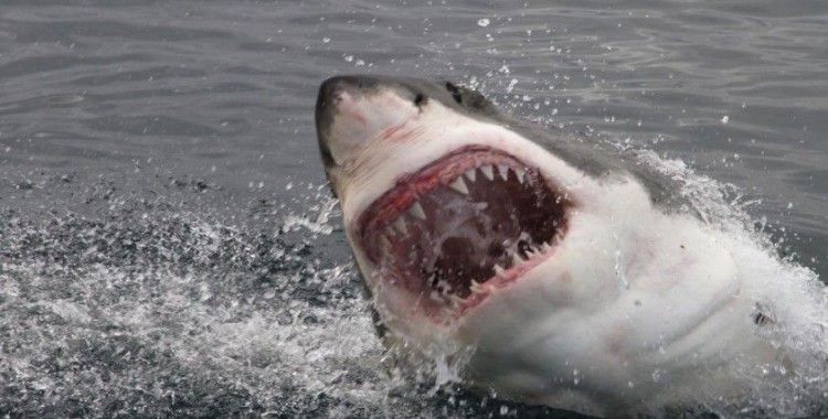 Yeni Zelanda'da köpek balığı saldırısı: 1 ölü
